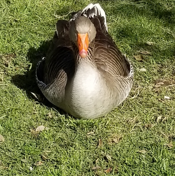 Meet your Posher, Husain - Picture 1 of 1